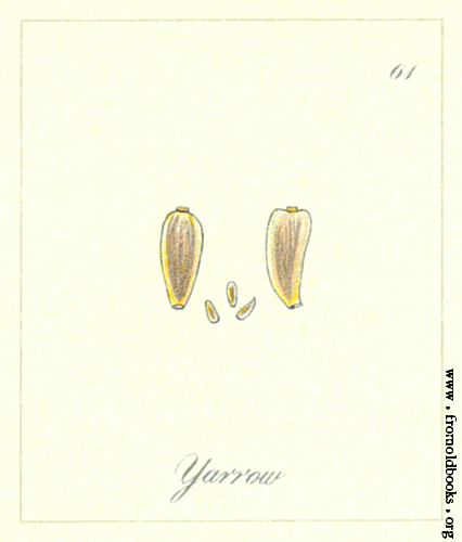 Yarrow seed