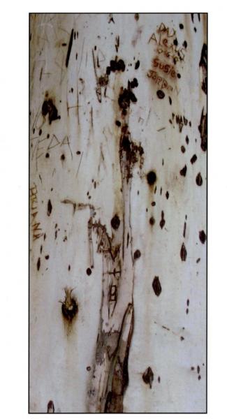 close-up of eucalyptus tree bark with natural dark spots but also written carvings of names and letters