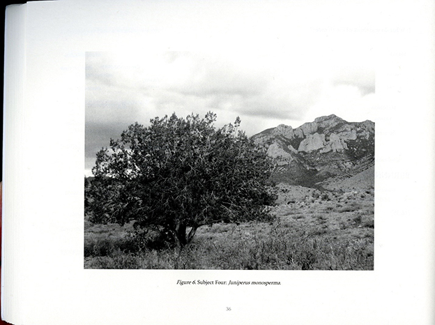 Page 36 of 'Tree Talks' with an image of a lone Juniper tree in front of a mountain and sky. Caption reads: "Figure 6. Subject Four: Juniperus monosperma."