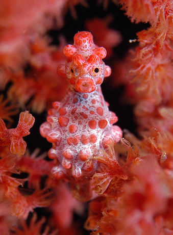 The pygmy seahorse, one of my favorite creatures in existence. It is currently threatened because the coral beds where it lives are dying, and the coral beds might be dying because the Pacific Ocean itself might be dying. The Pacific Ocean might be dying due to causes of global warming, radiation from Fukushima, over-fishing, shark-finning, oil spills, among others.  We live in puzzling times.