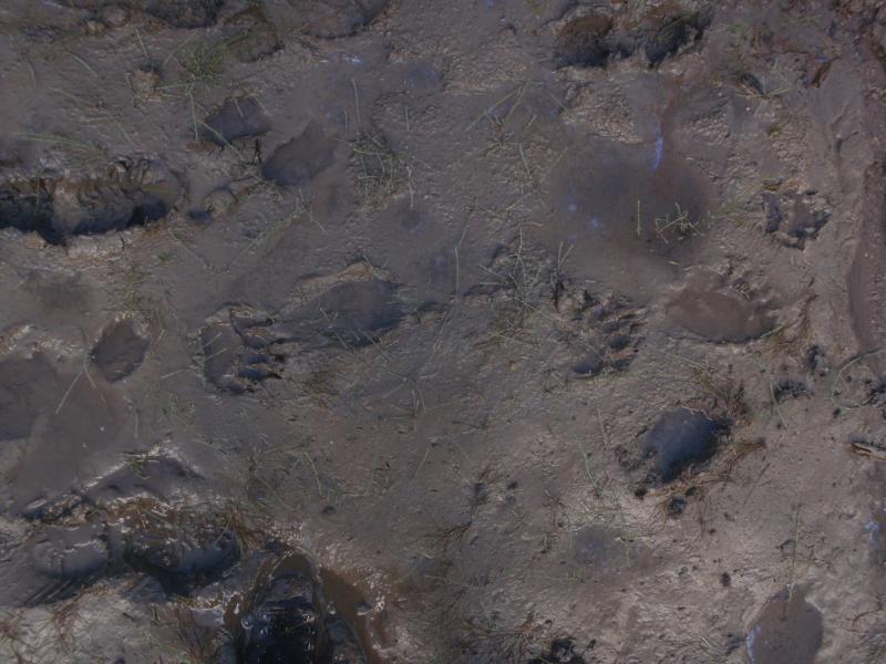 bear tracks beside human tracks