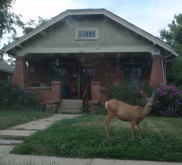 a deer looks up from browsing lawn on Pine Street, Boulder, CO