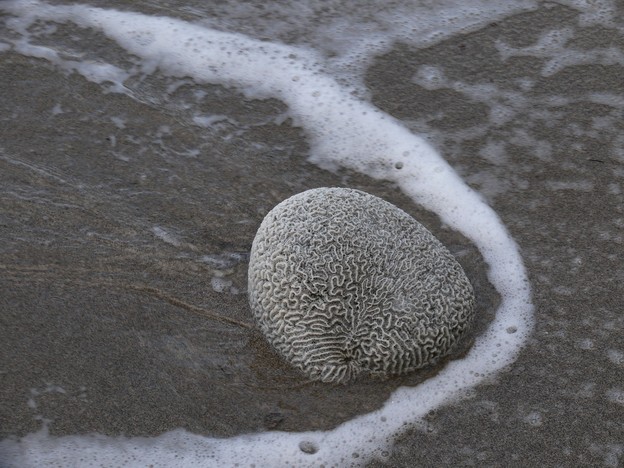 Brain Coral photographed by Madeleine Campbell