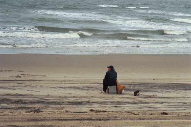 Woman on beach with cats