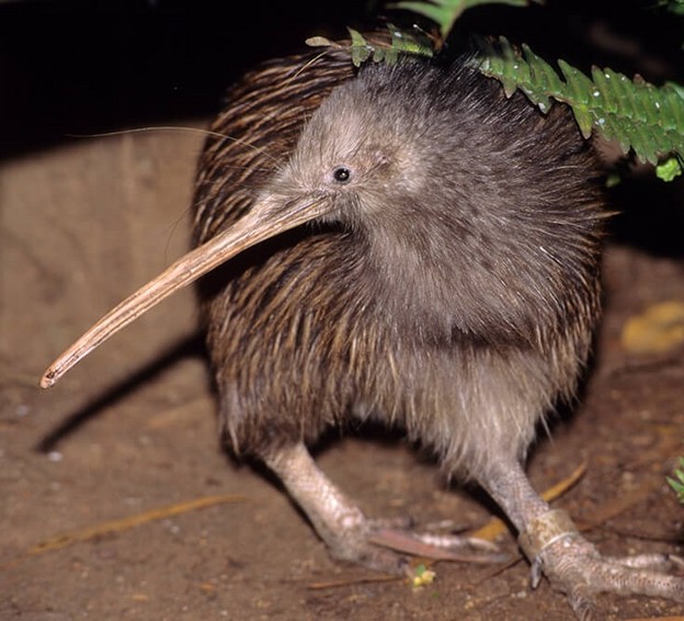 Outside Looking Back In: Kiwi Calibrate Kiwi Poetry From Afar. 