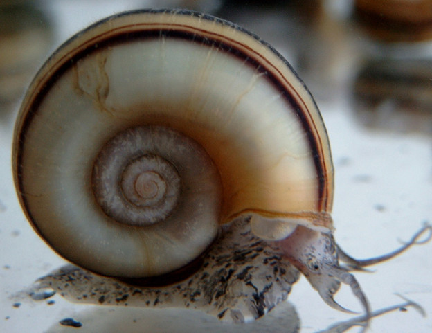 The snail's shell is a spiral, a repeating pattern in the natural world