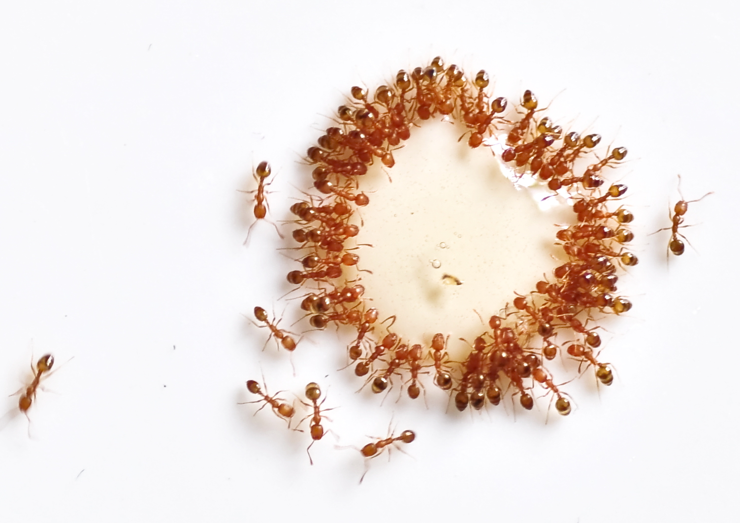 Above: ants and honey. Image by Balaram Mahalder, 2011, via Wikimedia Commons.