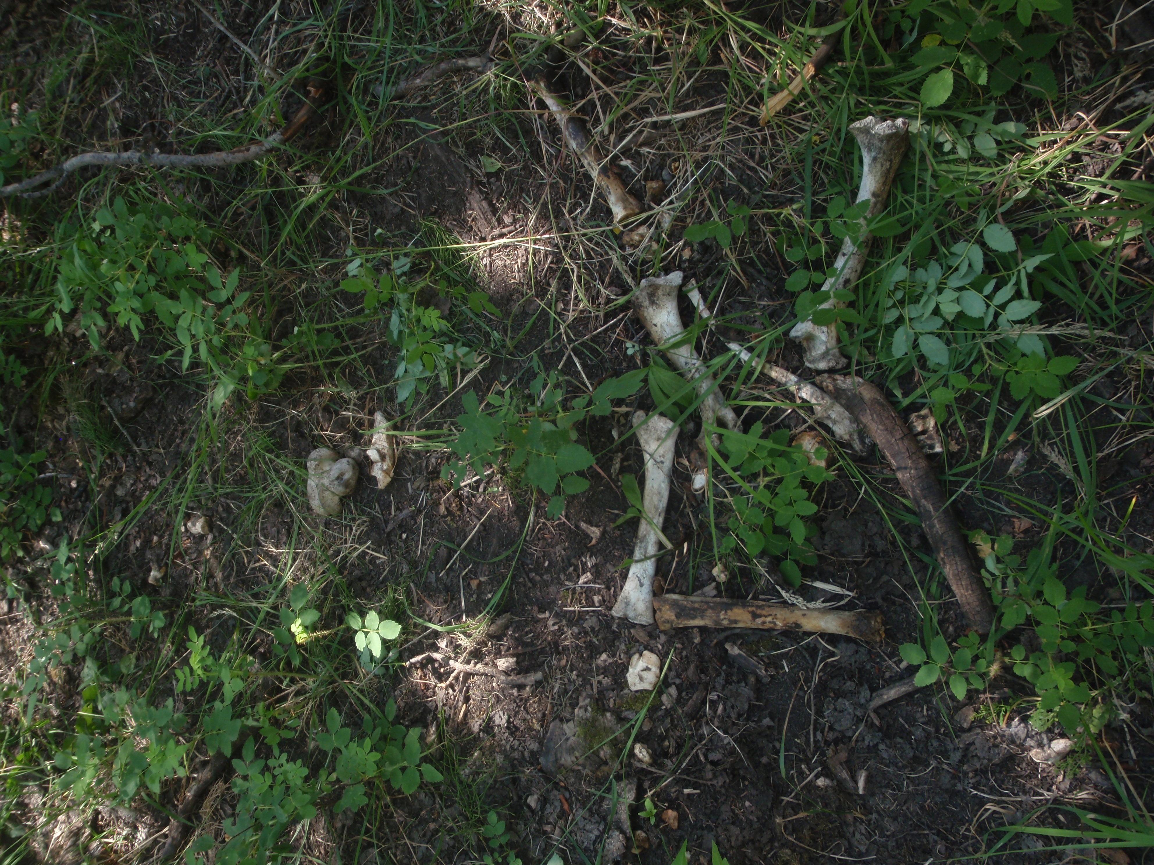 Wolf kill (elk bones) in Waterton Park Wolf kill