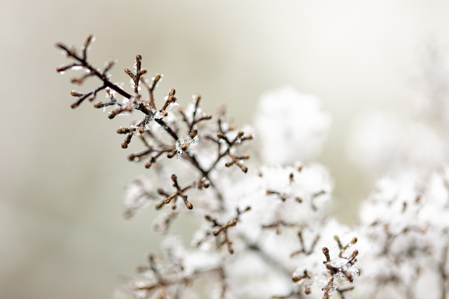 “Perennial,” 2019, North Cascades, WA. Photo by Tony Beeman.
