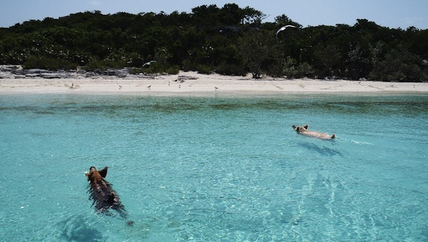 Pig Island Poetry Pig Island Poetry