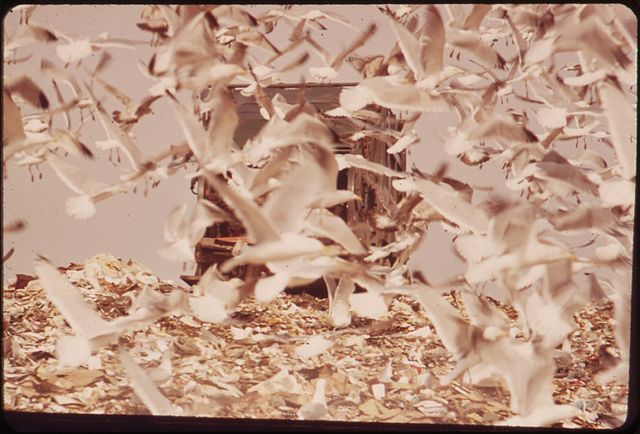 Seagulls feed on the Hackensack dump Seagulls feed on the Hackensack dump