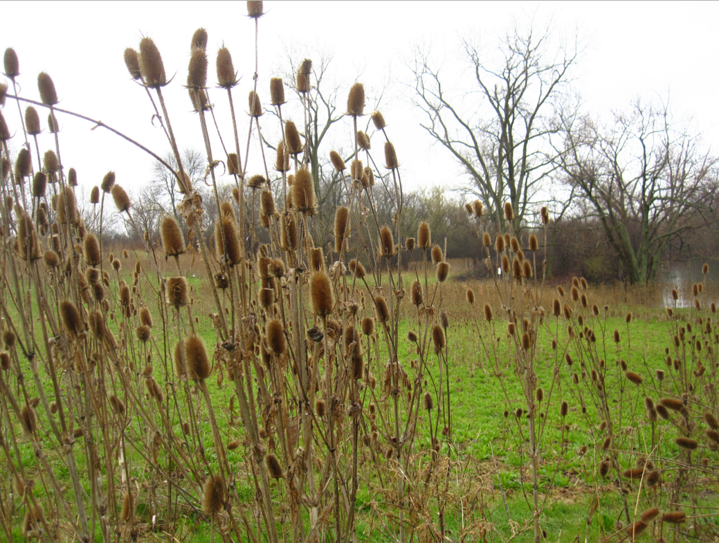 teasels teasels