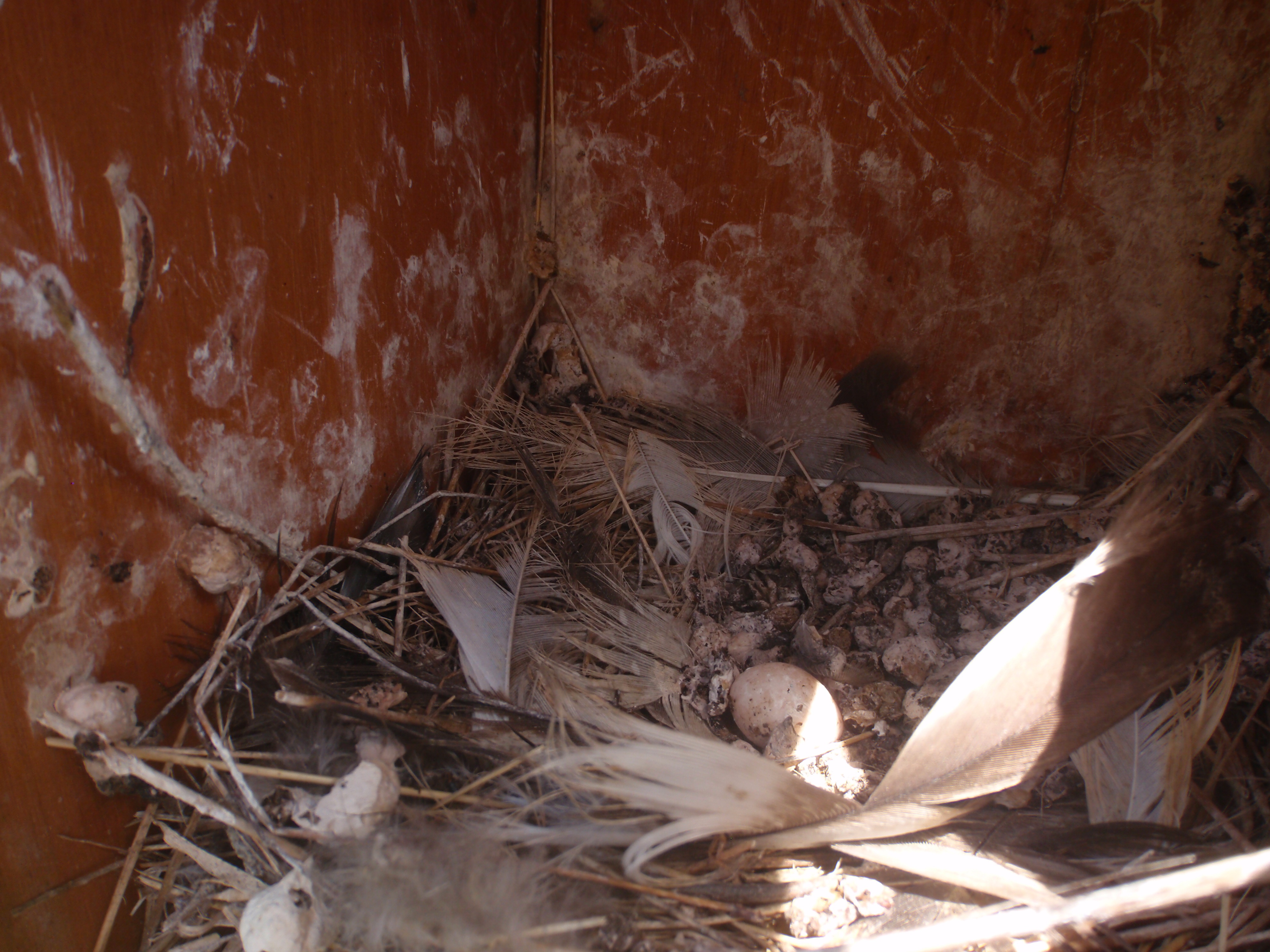 Swallow's Nest swallow's nest (with an egg that did not hatch) in nesting box
