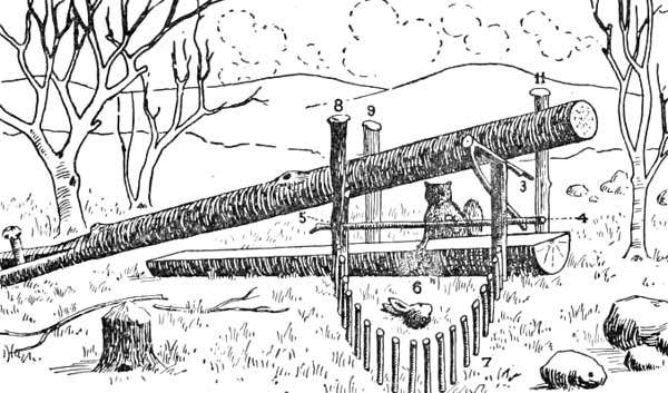 A "deadfall" trap