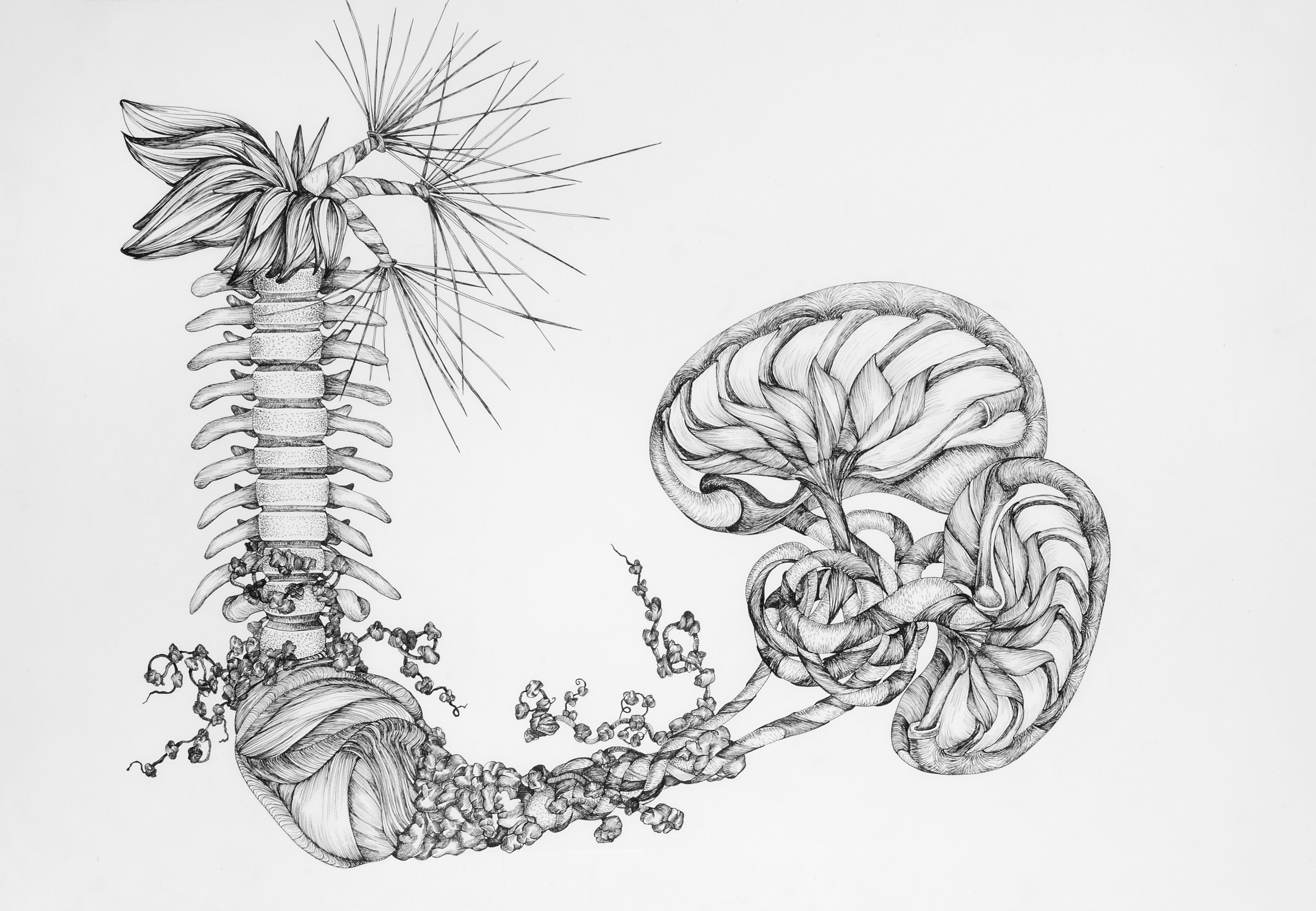 © Maggie Nowinski. Abductions Series III: untitled Leviathan (2015) ink on paper © Maggie Nowinski. Abductions Series III: untitled Leviathan (2015) ink on paper