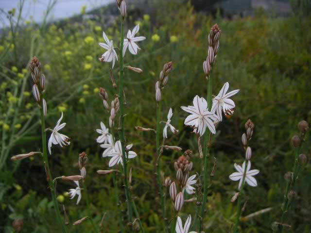Asphodel flowers. Asphodel flowers.