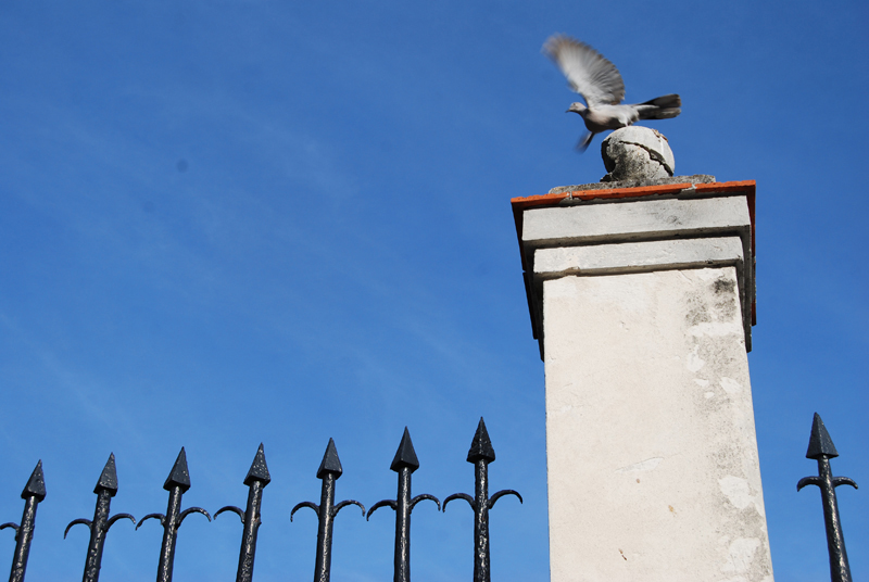 Bird, 2015, Photo by K. Dykstra Bird, 2015, Photo by K. Dykstra