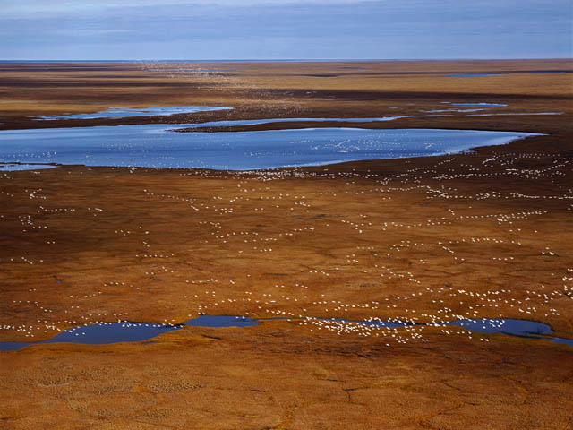 Subhankar Banerjee: Snow Geese I 300,000 snow-geese arriving on the coastal plain of ANWR in early autumn