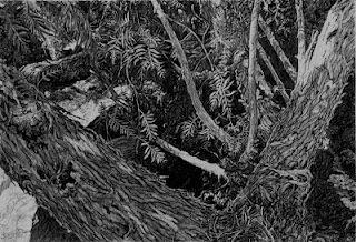 Arie Galles - PepperTree III – 18.25 x 12 – 2012 – Graphite Arie Galles - PepperTree III – 18.25 x 12 – 2012 – Graphite