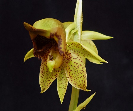 (hermaphrodite flower) (hermaphrodite flower)