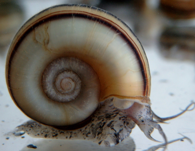 The snail's shell is a spiral, a repeating pattern in the natural world The snail's shell is a spiral, a repeating pattern in the natural world
