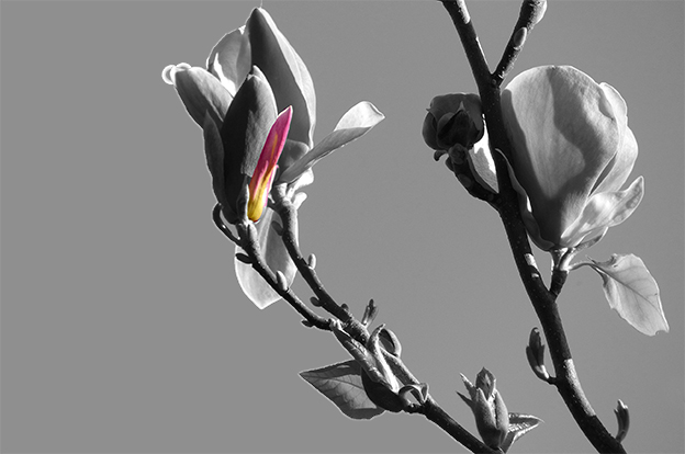 “‘I don't do what I do willingly,’ she says. The bud is immediately torn out and trampled underfoot.” Image: adaptation of photo by Nick Kendrick, via <a href=https://flic.kr/p/ncS2K1> Flickr</a>.
