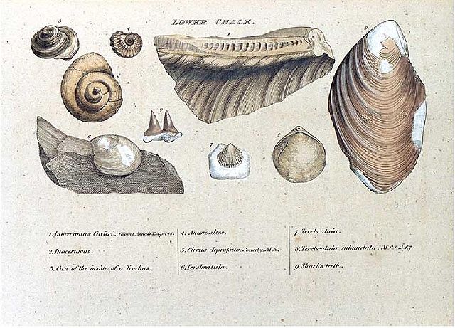 Engraving from William Smith's 1815 monograph on identifying strata by fossils.
