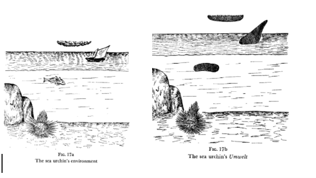 Uexkull's Sea Urchin