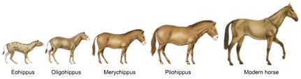 For many decades, scientists considered Eohippus the ancestor of the modern-day horse.